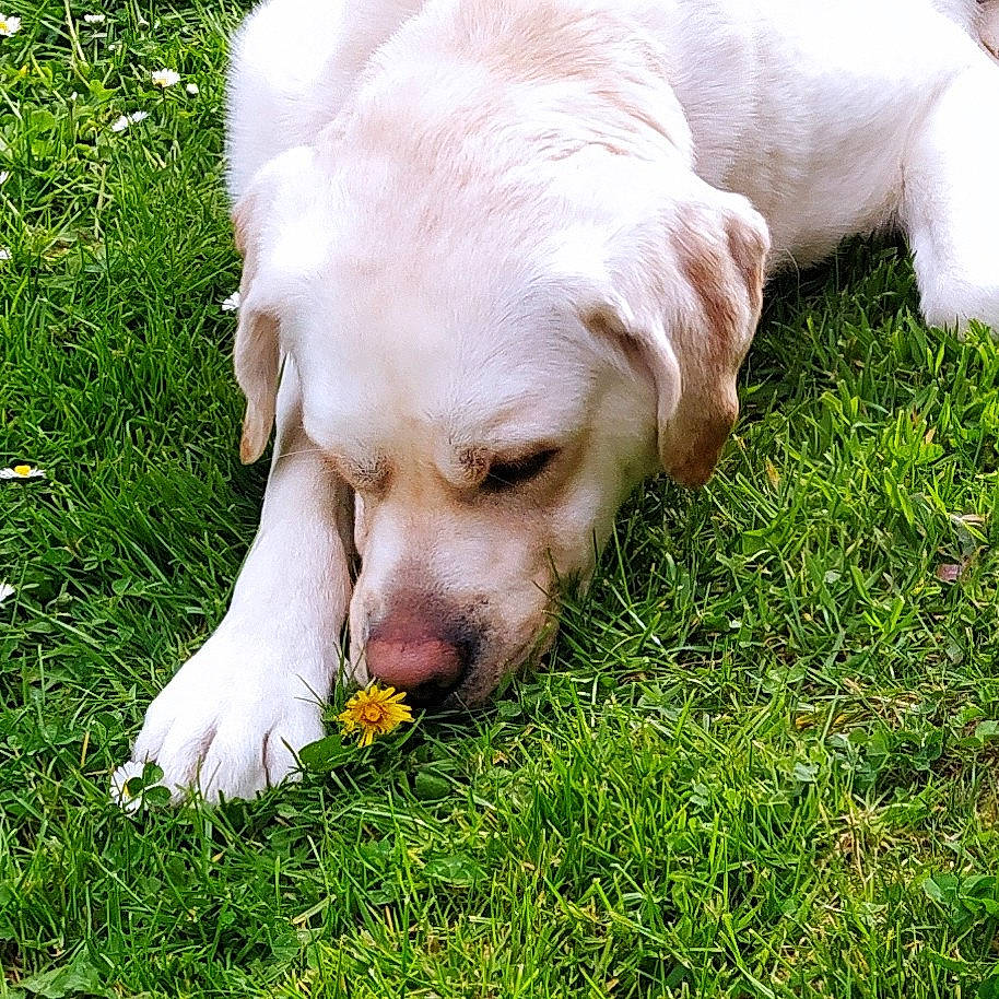 Pringston participe au concours pour gagner de l'argent avec cette photo : canidae, carnivore, companion_dog, dog, dog_breed, ear, fawn, gesture, grass, gun_dog, lawn, liver, paw, people_in_nature, plant, retriever, snout, sporting_group, terrestrial_animal, whiskers