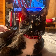 Phi-Phi is registered to the contest to win money with this photo: cat, black_and_white, tuxedo_cat, collar, leopard_print, bed, indoor, television, furniture, whiskers, close_up, pet, animal, domestic, relaxed, curious, face, ears, eyes, home