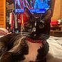 cat, black_and_white, tuxedo_cat, collar, leopard_print, bed, indoor, television, furniture, whiskers, close_up, pet, animal, domestic, relaxed, curious, face, ears, eyes, home