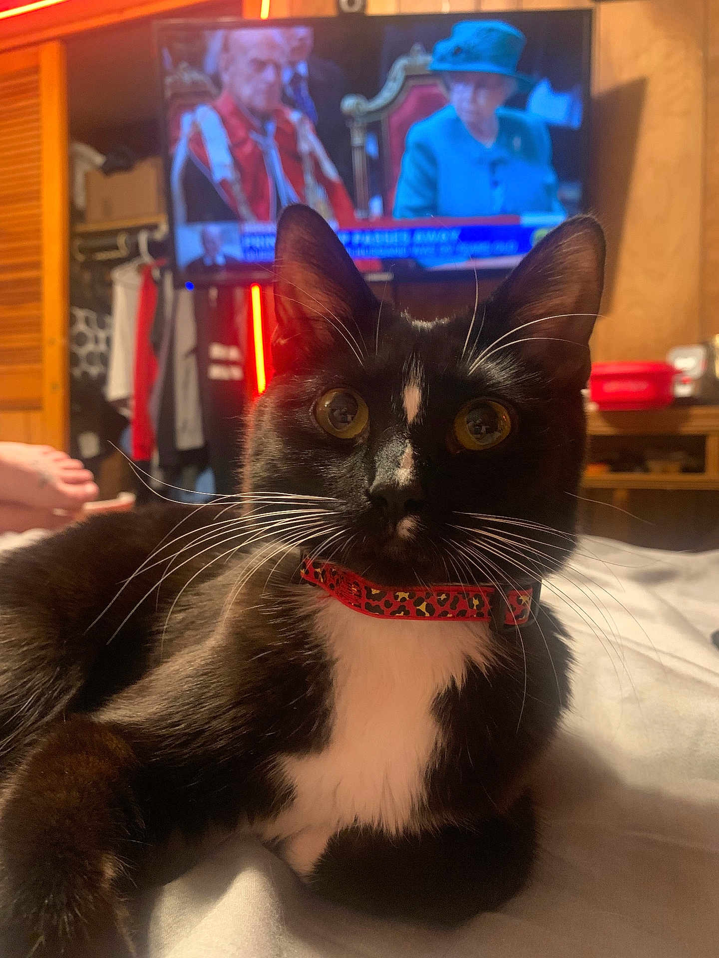 Phi-Phi is registered to the contest to win money with this photo: cat, black_and_white, tuxedo_cat, collar, leopard_print, bed, indoor, television, furniture, whiskers, close_up, pet, animal, domestic, relaxed, curious, face, ears, eyes, home