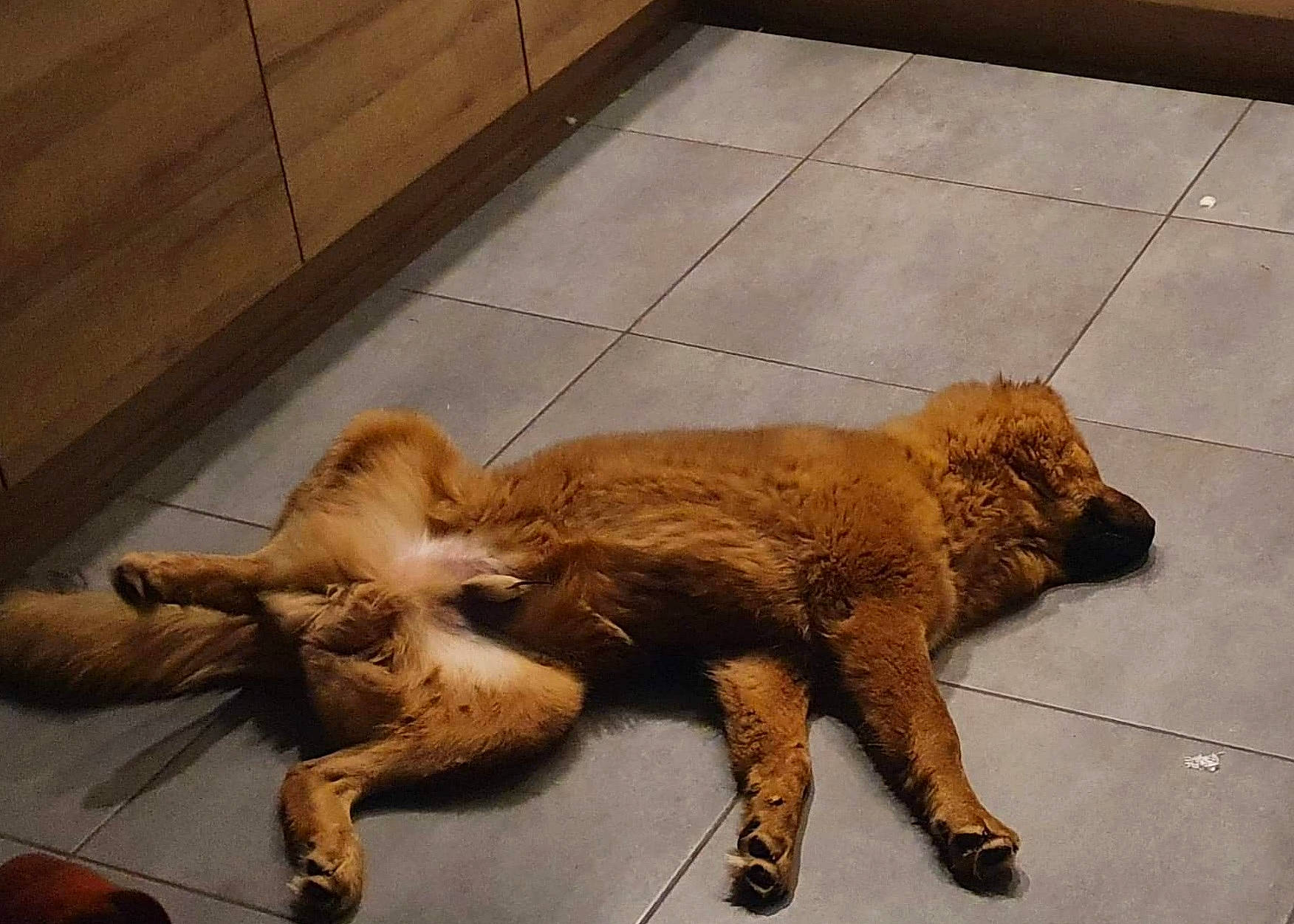 Kouro participe au concours pour gagner de l'argent avec cette photo : canidae, carnivore, claw, companion_dog, dog, dog_breed, fawn, felidae, flooring, fur, liver, metal, paw, snout, sporting_group, street_dog, tail, terrestrial_animal, wood, working_animal