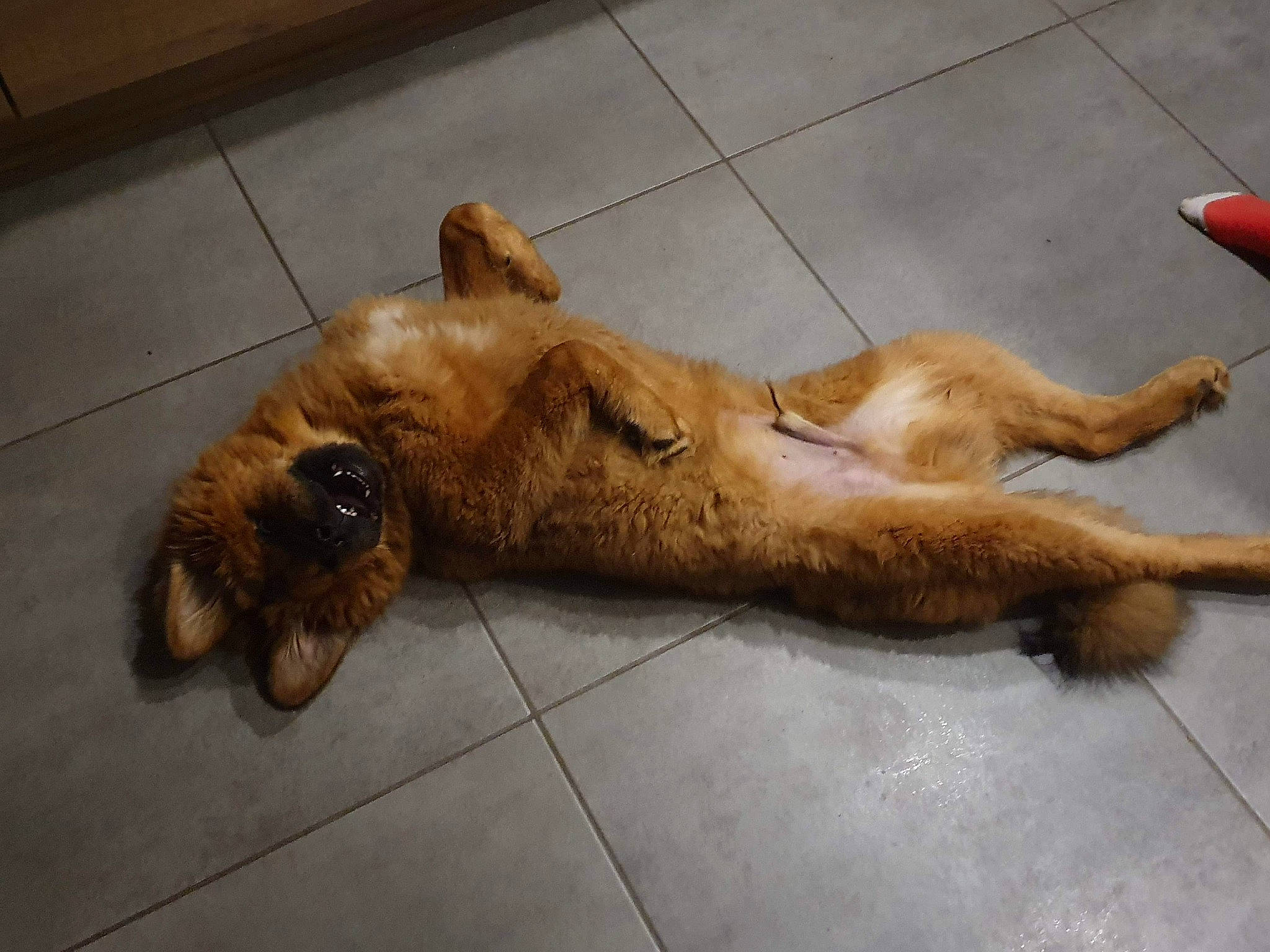 Kouro participe au concours pour gagner de l'argent avec cette photo : canidae, carnivore, claw, companion_dog, dog, dog_breed, event, fawn, flooring, fur, gesture, liver, paw, retriever, snout, sporting_group, street_dog, tail, wood, working_animal