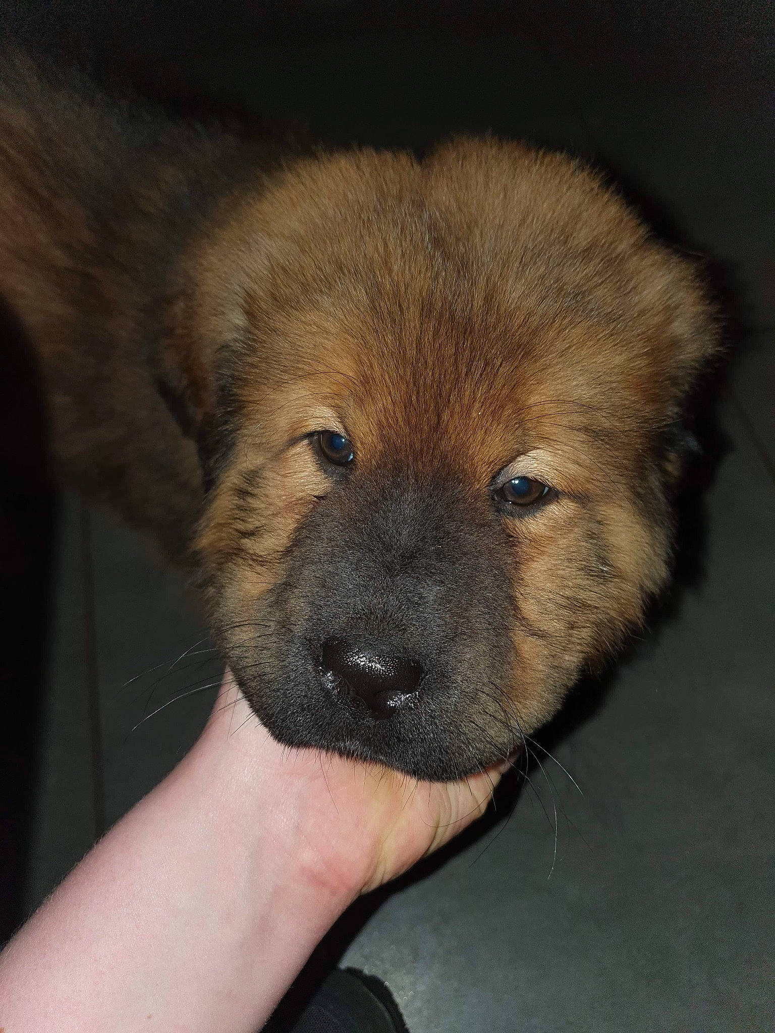 Kouro a rejoint le concours — aidez-le/la à gagner de superbes lots ! canidae, carnivore, companion_dog, dog, dog_breed, fawn, fur, liver, non_sporting_group, puppy, snout, sporting_group, terrestrial_animal, whiskers, working_animal