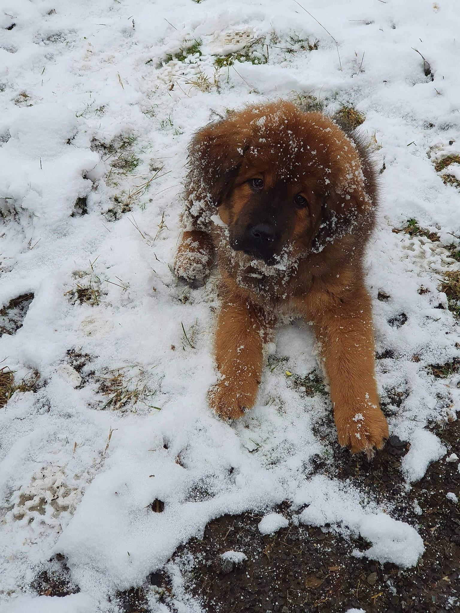 Kouro a rejoint le concours — aidez-le/la à gagner de superbes lots ! canidae, carnivore, companion_dog, dog, dog_breed, fawn, freezing, liver, poodle, precipitation, snout, snow, sporting_group, standard_poodle, tail, terrier, water_dog, wildlife, winter, working_animal