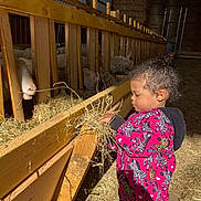 Eléna participe au concours pour gagner de l'argent avec cette photo : animal, barn, child, clothing, farm, feeding, fence, hay, hay_bales, indoor, ladder, livestock, pattern, person, pink, sheep, sunlight, toddler, wood, zebra