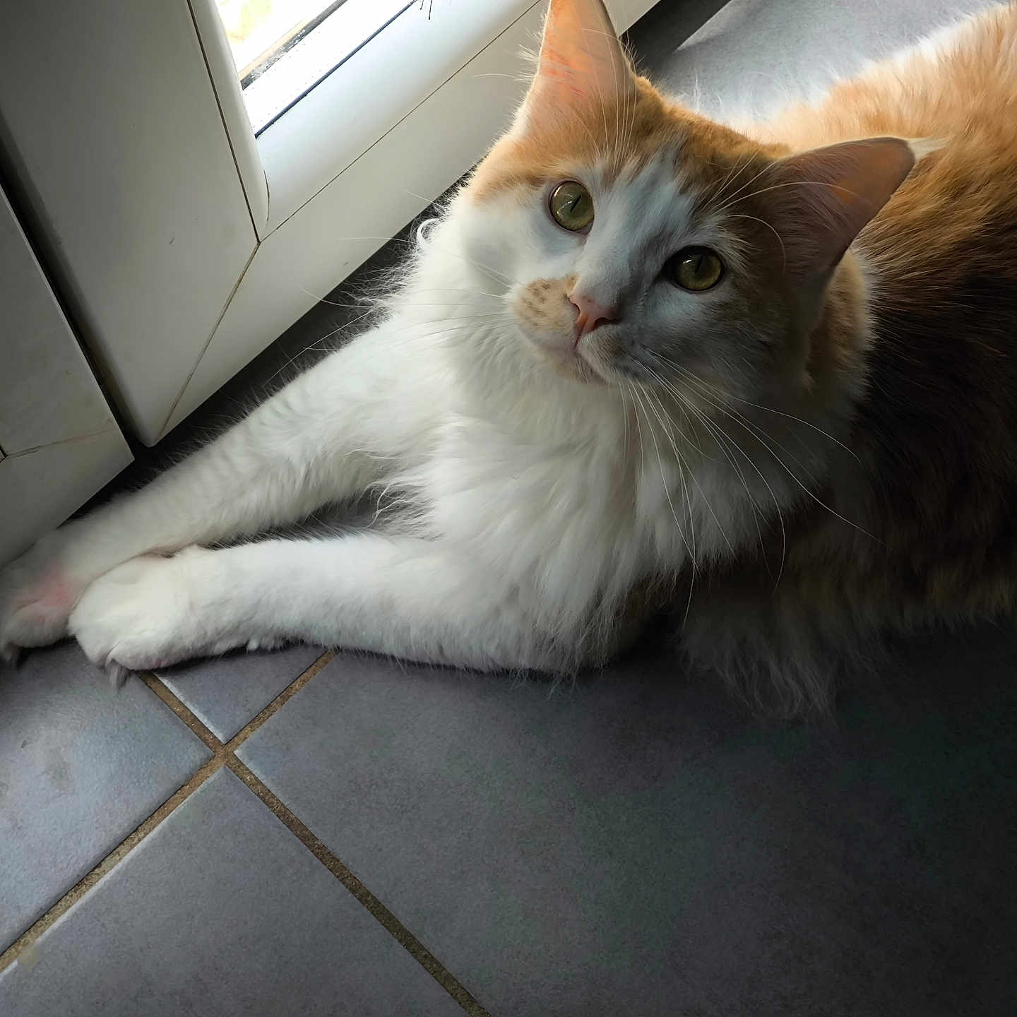 Potté participe au concours pour gagner de l'argent avec cette photo : abyssinian, angora, animal, cat, door, hardwood, indoors, interiordesign, kitten, manx, pet, siamese, slate, tile, window, windowsill, wood
