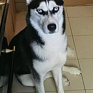 Vénus participe au concours pour gagner de l'argent avec cette photo : alert, animal, black_and_white_fur, blue_eyes, canine, companion, dog, domestic_animal, ears_up, floor, fur, household, indoor, looking_at_camera, nose, paw, pet, siberian_husky, sitting, tile_floor