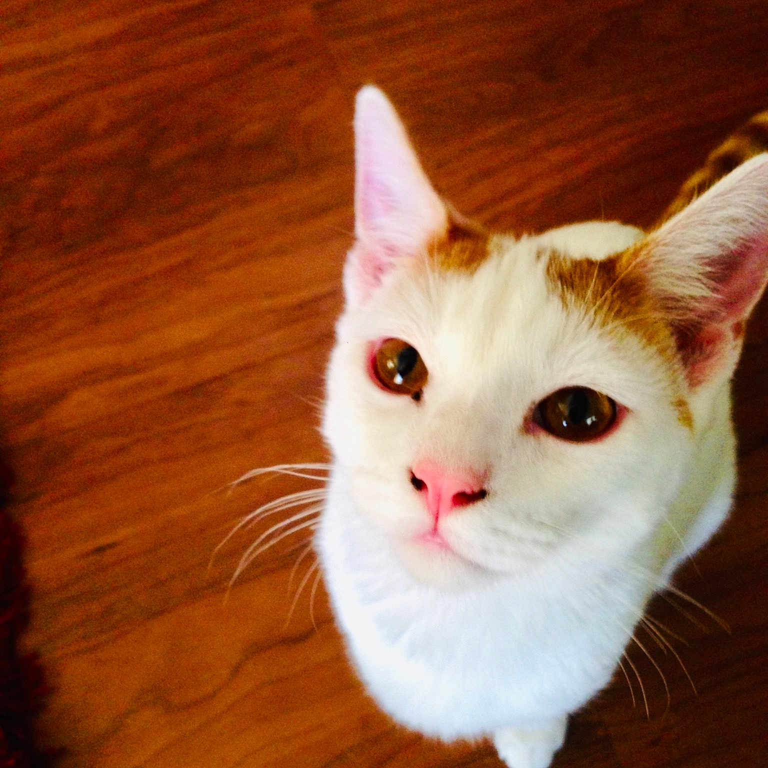 Taro joined the competition — help win amazing prizes! aegean_cat, american_wirehair, carnivore, cat, colorpoint_shorthair, ear, eye, felidae, fur, khao_manee, kitten, mammal, nose, small_to_medium_sized_cats, snout, tail, turkish_angora, turkish_van, whiskers, wood