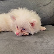 Valentino joined the competition — help win amazing prizes! adorable, companion, couch, cute, dog, domestic_animal, fluffy, fur, indoor, lying_down, paw, pet, pink_nose, portrait, puppy, resting, sleepy, small_dog, sofa, white_fur