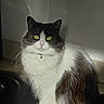 Chomimi a rejoint le concours — aidez-le/la à gagner de superbes lots ! cat, long_hair, black_and_white, pet, animal, sitting, portrait, indoors, home, floor, fluffy, whiskers, ears, eyes, collar, bell, fur, photograph, phone_screenshot, gallery_interface