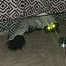 Chomimi a rejoint le concours — aidez-le/la à gagner de superbes lots ! dog, pet, animal, furry, shaggy, hidden, crouching, glowing_eyes, green_eyes, indoor, floor, tile, tablecloth, geometric_pattern, metal_bowl, home, phone_screenshot, low_light, portrait, funny
