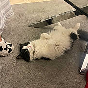Chomimi a rejoint le concours — aidez-le/la à gagner de superbes lots ! cat, black_and_white, fluffy, longhaired, pet, animal, upside_down, lying_down, belly_up, paws, whiskers, green_eyes, indoor, carpet, mirror, curtains, toy, living_room, cozy, funny