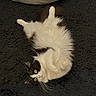 cat, black_and_white_cat, fluffy, lying_down, on_back, paws_up, green_eyes, whiskers, indoor, rug, carpet, cushion, home, pet, feline, playful, funny_pose, close_up, phone_screenshot, photo_gallery