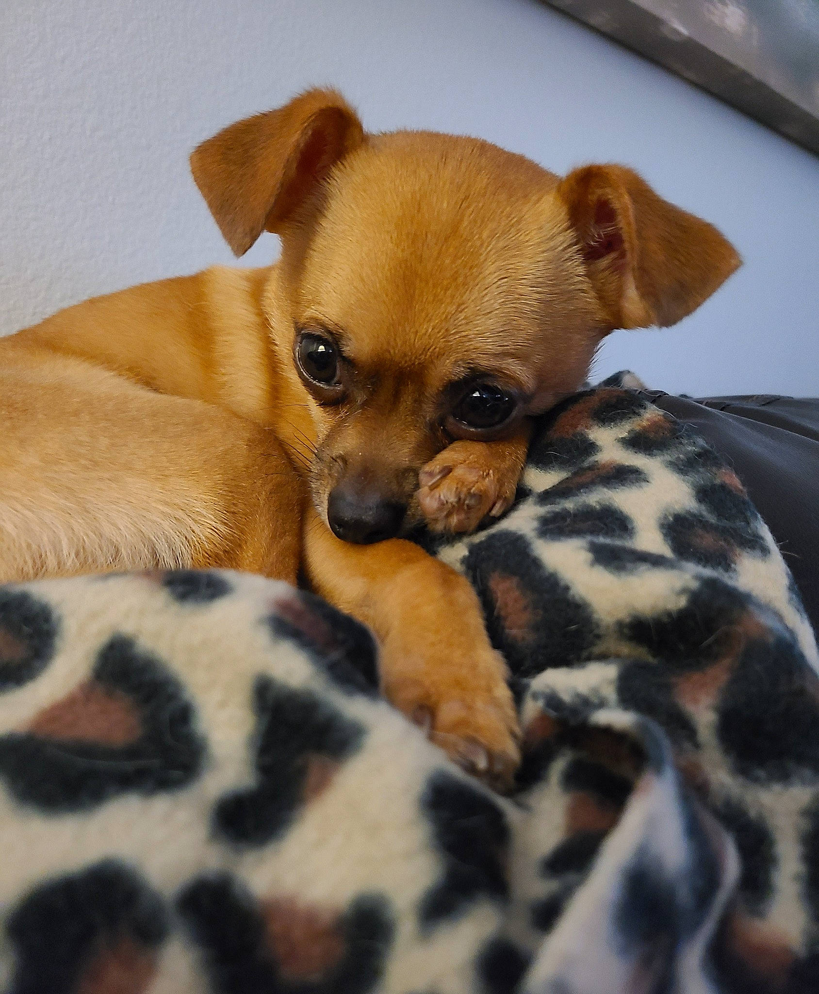 Roo joined the competition — help win amazing prizes! bed, canidae, carnivore, chihuahua, comfort, companion_dog, dog, dog_bed, dog_breed, dog_supply, fawn, fur, liver, paw, pet_supply, snout, sporting_group, terrestrial_animal, toy_dog, whiskers