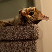 Pompon participe au concours pour gagner de l'argent avec cette photo : abyssinian, animal, bathtowel, blanket, cat, couch, furniture, homedecor, indoors, kitten, laundry, linen, manx, pet, quilt, towel