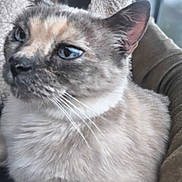 Câline participe au concours pour gagner de l'argent avec cette photo : cat, close_up, blue_eyes, fluffy_fur, indoor, pet, animal, whiskers, face, relaxed, feline, soft_texture, light, blurred_background, ear, nose, fur_pattern, muzzle, portrait, domestic_animal