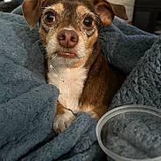 Lola joined the competition — help win amazing prizes! dog, pet, blanket, brown, white, snuggled, cozy, indoor, plastic_container, closeup, cute, small_dog, fur, ears, eyes, nose, paw, home, relaxed, expression