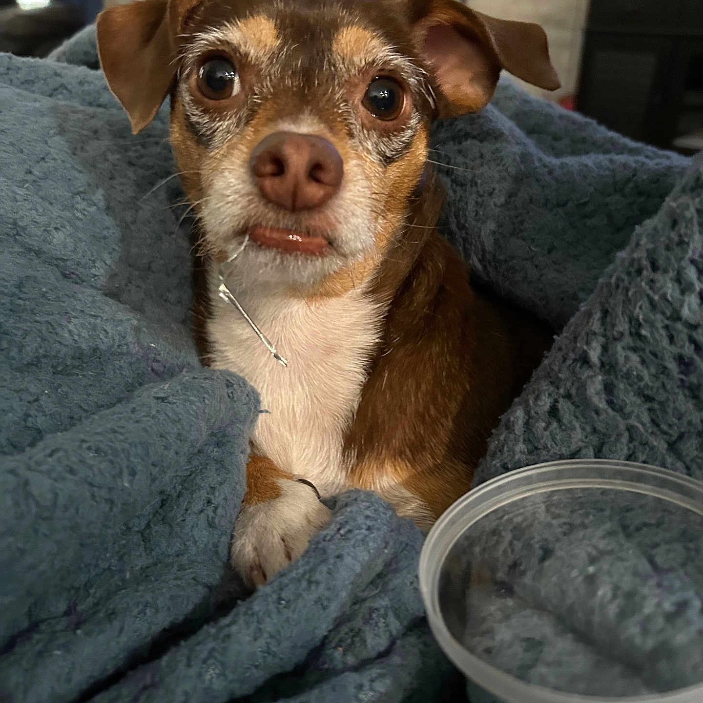 Lola joined the competition — help win amazing prizes! blanket, brown, closeup, cozy, cute, dog, ears, expression, eyes, fur, home, indoor, nose, paw, pet, plastic_container, relaxed, small_dog, snuggled, white