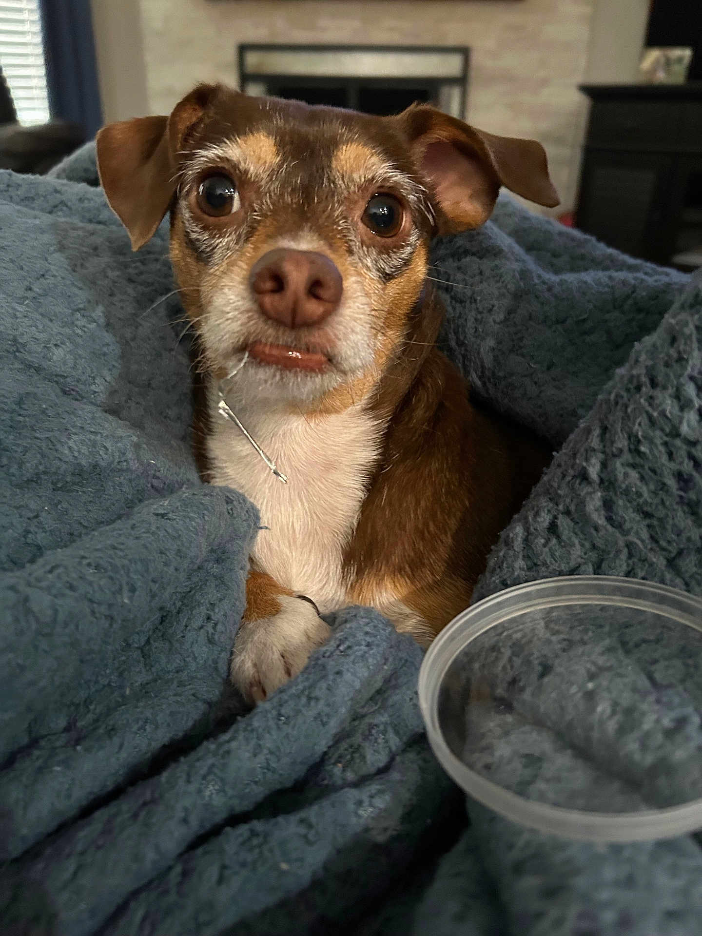 Lola joined the competition — help win amazing prizes! dog, pet, blanket, brown, white, snuggled, cozy, indoor, plastic_container, closeup, cute, small_dog, fur, ears, eyes, nose, paw, home, relaxed, expression