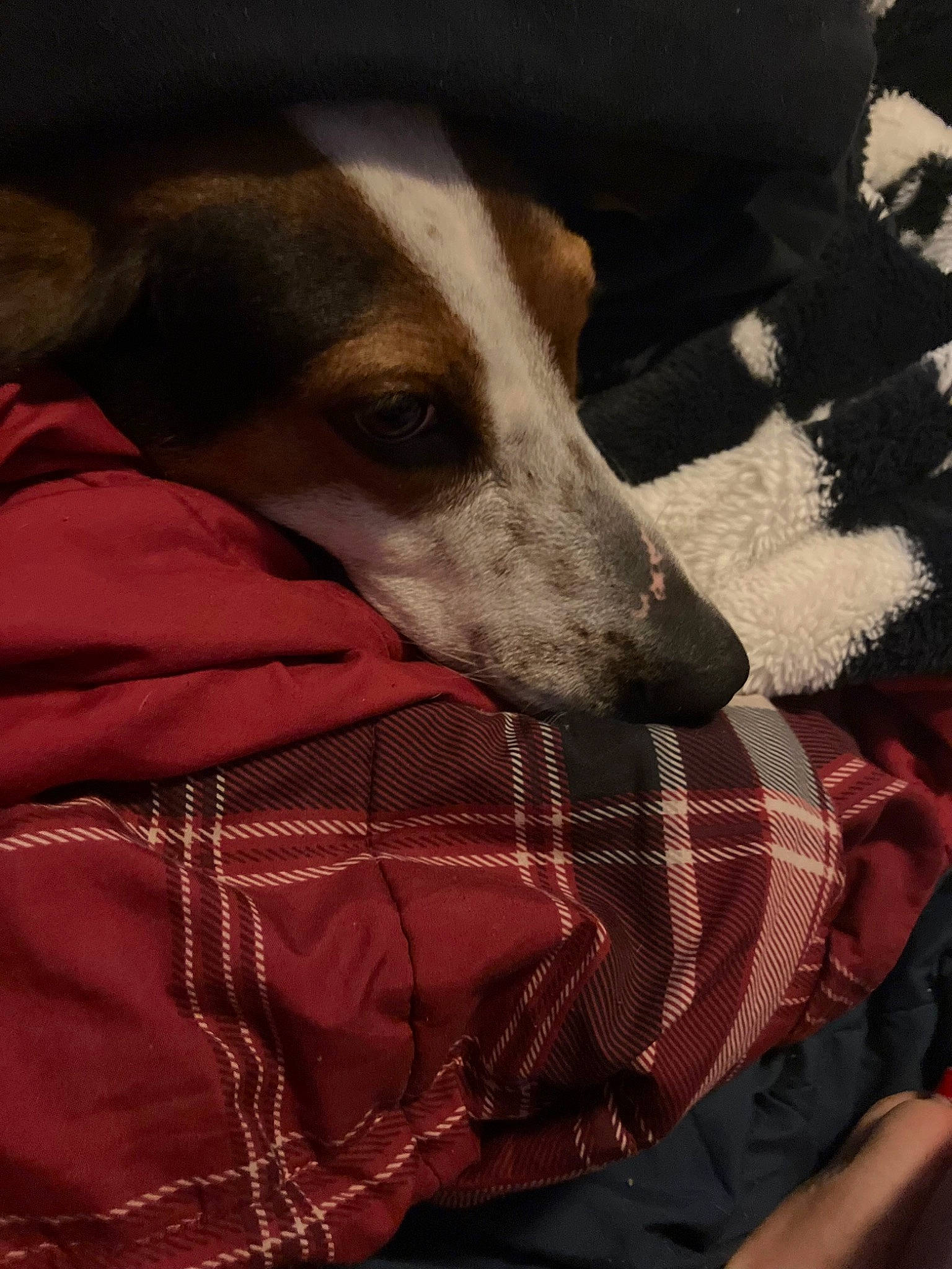 Willow is registered to the contest to win money with this photo: canidae, carnivore, collar, comfort, companion_dog, dog, dog_breed, dog_supply, fawn, fur, magyar_agar, pattern, polish_greyhound, rampur_greyhound, sighthound, snout, sporting_group, terrestrial_animal, whiskers, working_animal