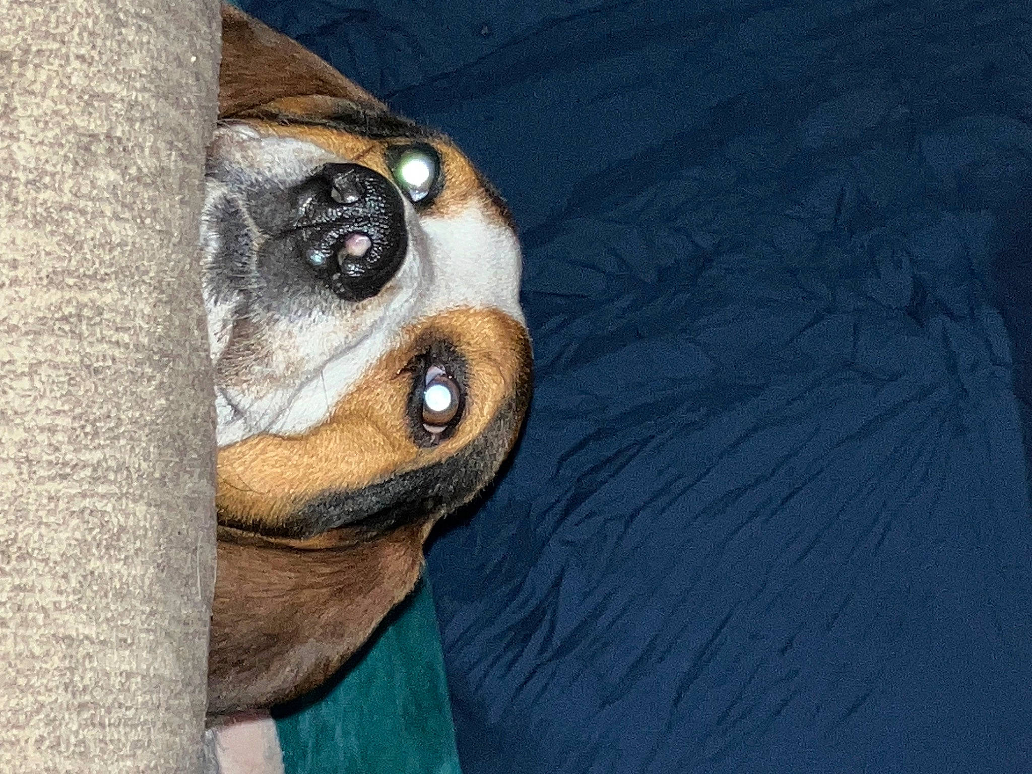 Willow joined the competition — help win amazing prizes! art, carnivore, comfort, companion_dog, dog, dog_breed, dog_supply, fawn, fur, guard_dog, liver, pet_supply, snout, sporting_group, terrestrial_animal, toy_dog, whiskers, wood, working_animal, wrinkle