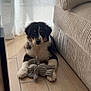 Vaïko a rejoint le concours — aidez-le/la à gagner de superbes lots ! puppy, dog, toy, rope_toy, floor, couch, indoor, curtains, natural_light, pet, cute, fluffy, black_and_white, relaxed, home, wooden_floor, playing, animal, young_dog, furniture