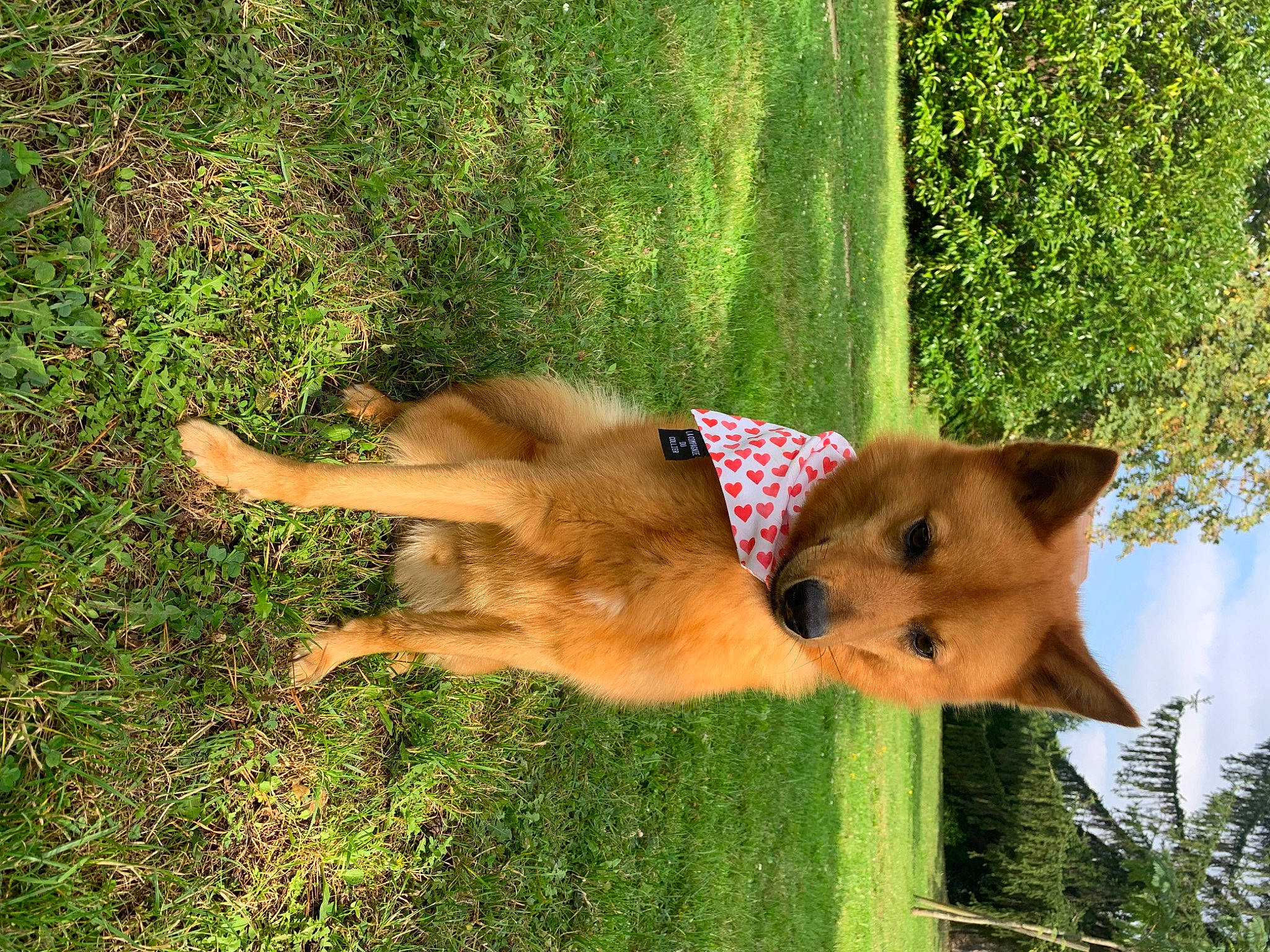 Pyke a rejoint le concours — aidez-le/la à gagner de superbes lots ! canidae, carnivore, chair, companion_dog, dog, dog_breed, dog_supply, fawn, german_spitz_mittel, grass, herding_dog, plant, snout, spitz, sporting_group, tail, tree, wildlife, working_animal, working_dog