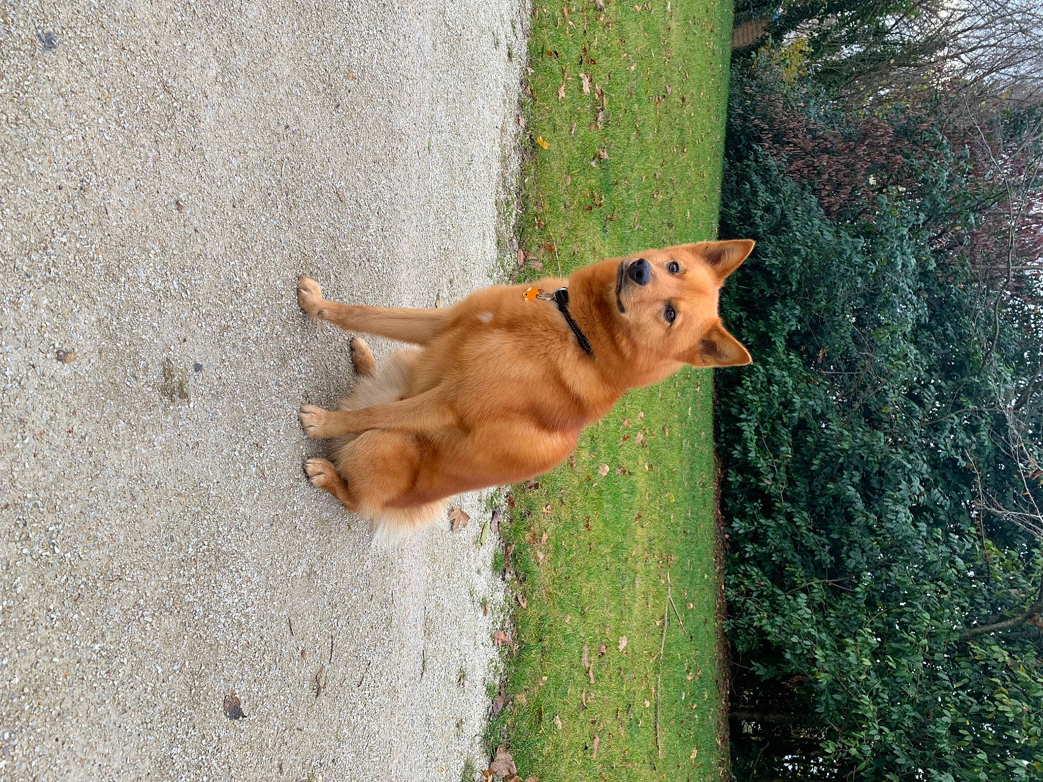 Pyke a rejoint le concours — aidez-le/la à gagner de superbes lots ! carnivore, collar, companion_dog, dog, dog_breed, dog_collar, dog_supply, fawn, grass, leash, plant, road_surface, snout, spitz, street_dog, tail, tree, wildlife, working_animal, working_dog