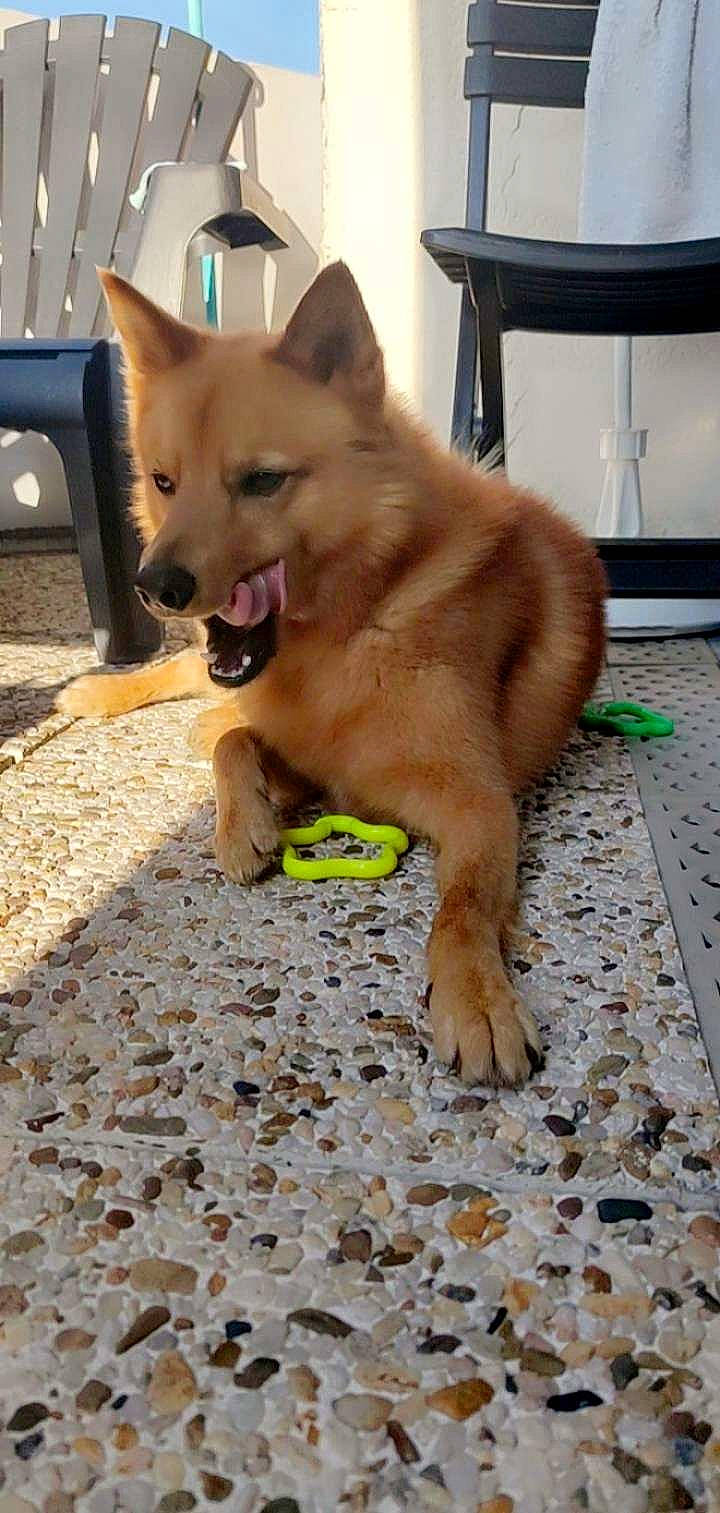 Pyke participe au concours pour gagner de l'argent avec cette photo : ancient_dog_breeds, canis, carnivore, companion_dog, computer_keyboard, dog, dog_breed, dog_supply, fawn, flooring, german_spitz_mittel, input_device, non_sporting_group, snout, spitz, sporting_group, tail, wood, working_animal, working_dog