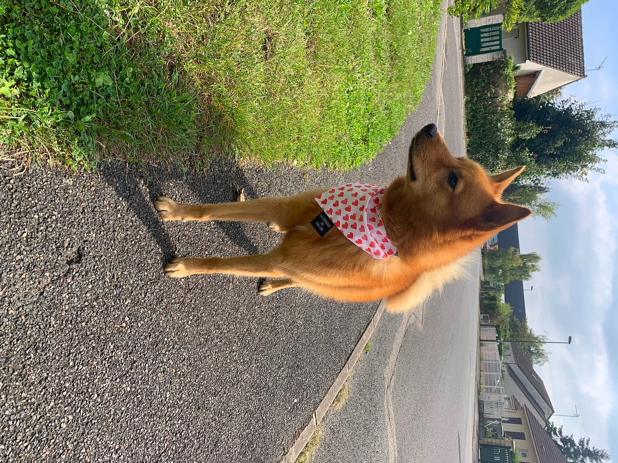 Pyke participe au concours pour gagner de l'argent avec cette photo : asphalt, canidae, carnivore, cloud, dog, dog_breed, fawn, fox, grass, plant, road_surface, shadow, sidewalk, sky, sporting_group, tail, tree, wildlife, window, wood