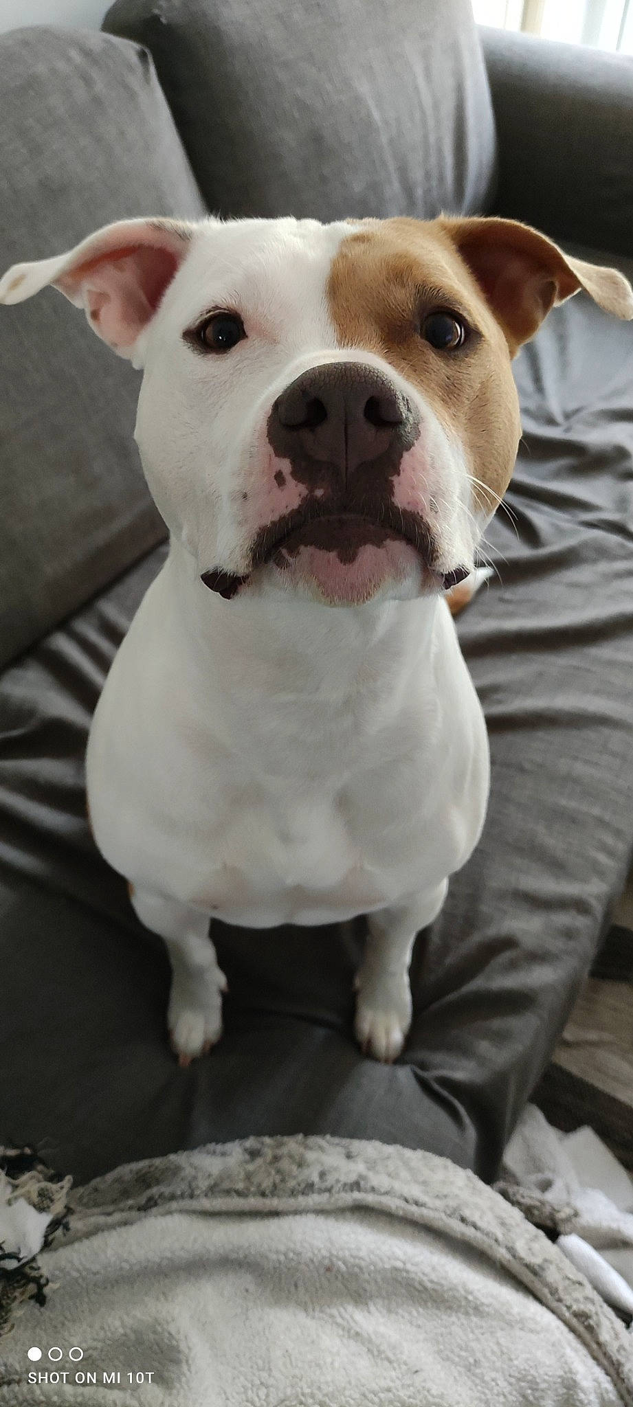 Ollie participe au concours pour gagner de l'argent avec cette photo : ancient_dog_breeds, canidae, carnivore, collar, companion_dog, dog, dog_breed, dog_collar, fawn, fur, non_sporting_group, pet_supply, puppy, snout, sporting_group, terrestrial_animal, whiskers, white, working_animal, working_dog