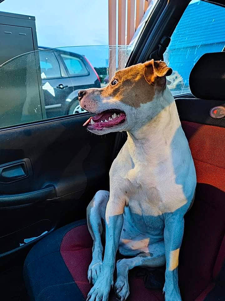 Ollie a rejoint le concours — aidez-le/la à gagner de superbes lots ! automotive_exterior, automotive_lighting, blue, car, carnivore, collar, companion_dog, dog, dog_breed, dog_collar, fawn, hood, motor_vehicle, sky, snout, sporting_group, vehicle, vehicle_door, whiskers, working_animal
