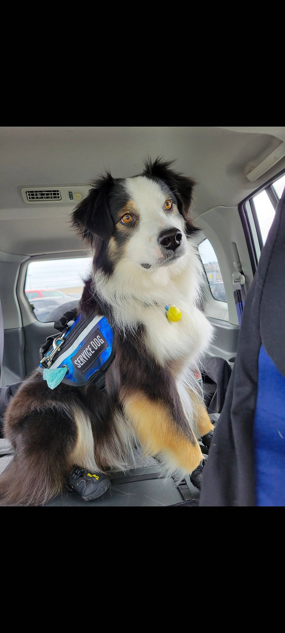 Kash joined the competition — help win amazing prizes! auto_part, bottle, canidae, car_seat, car_seat_cover, carnivore, collar, companion_dog, dog, dog_breed, dog_supply, fur, head_restraint, seat_belt, snout, sporting_group, vehicle_door, window, windshield, working_dog
