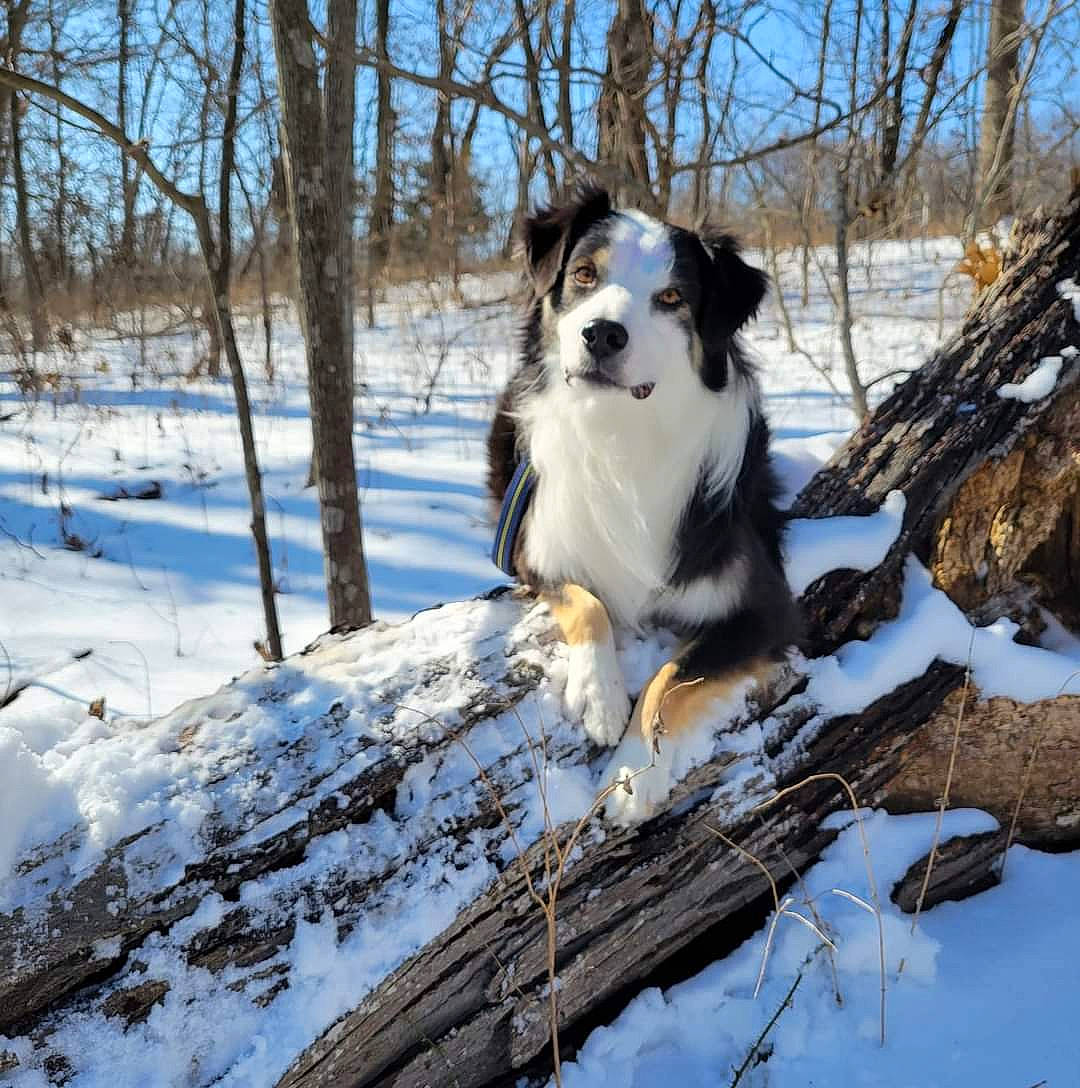 Kash is registered to the contest to win money with this photo: canidae, carnivore, companion_dog, dog, dog_breed, forest, freezing, fur, herding_dog, natural_landscape, plant, sky, snow, sporting_group, tree, twig, wildlife, winter, wood, working_dog