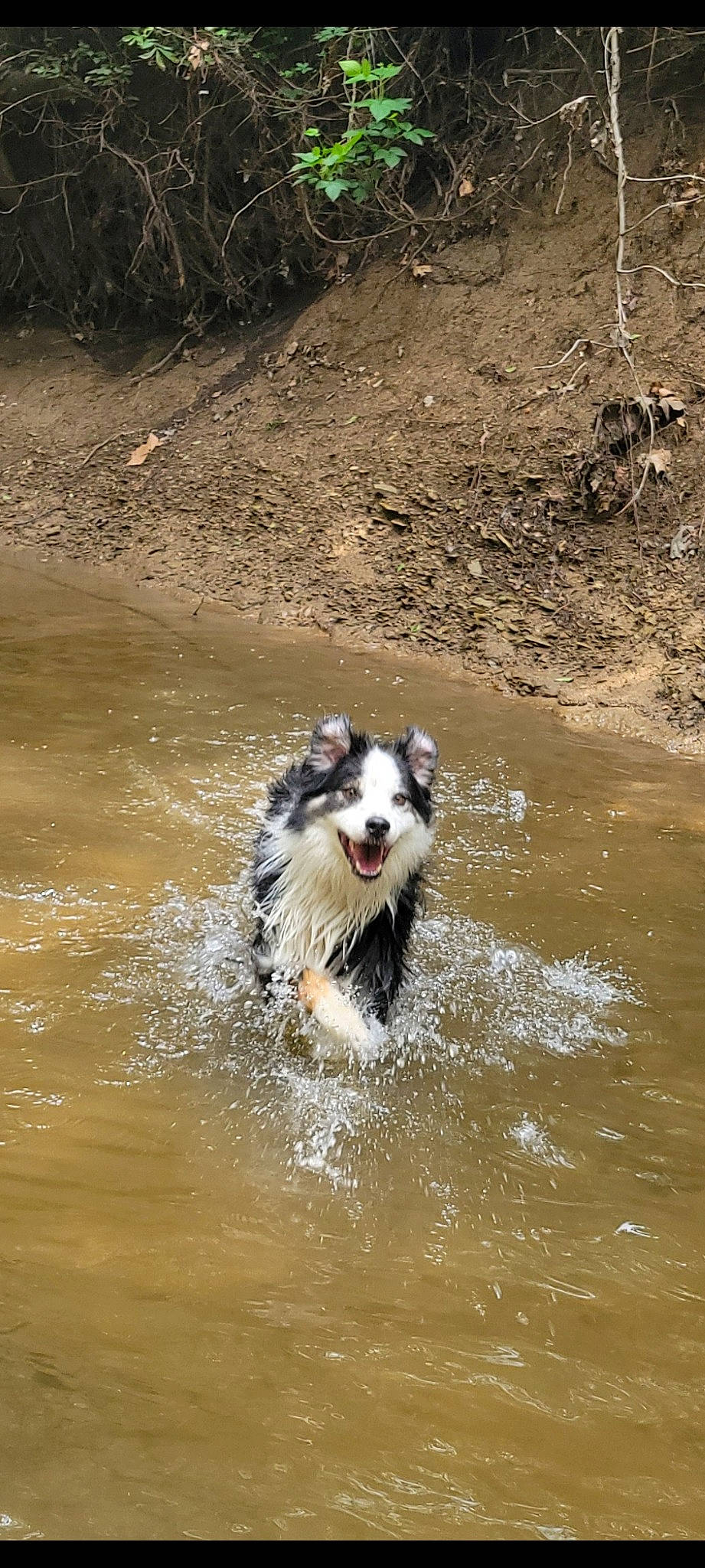 Kash joined the competition — help win amazing prizes! bank, border_collie, canidae, carnivore, companion_dog, creek, dog, dog_breed, fluvial_landforms_of_streams, herding_dog, lake, liquid, snout, sporting_group, stream, terrestrial_animal, water, wildlife, working_animal, working_dog