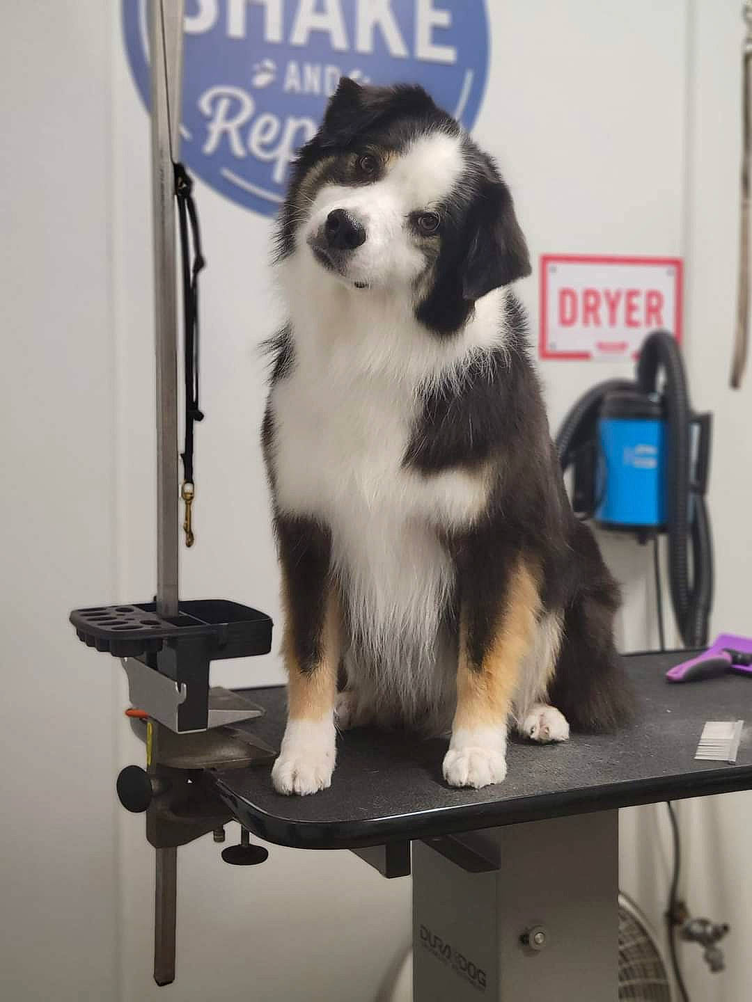 Kash is registered to the contest to win money with this photo: ancient_dog_breeds, canidae, carnivore, companion_dog, dog, dog_breed, fur, gas, non_sporting_group, pet_supply, snout, tail, terrestrial_animal, toy_dog, working_animal, working_dog