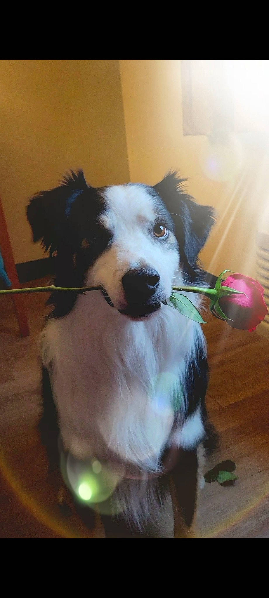 Kash joined the competition — help win amazing prizes! canidae, carnivore, chair, collar, companion_dog, dog, dog_breed, dog_collar, dog_supply, door, event, flooring, fur, hardwood, herding_dog, plant, sporting_group, whiskers, working_dog