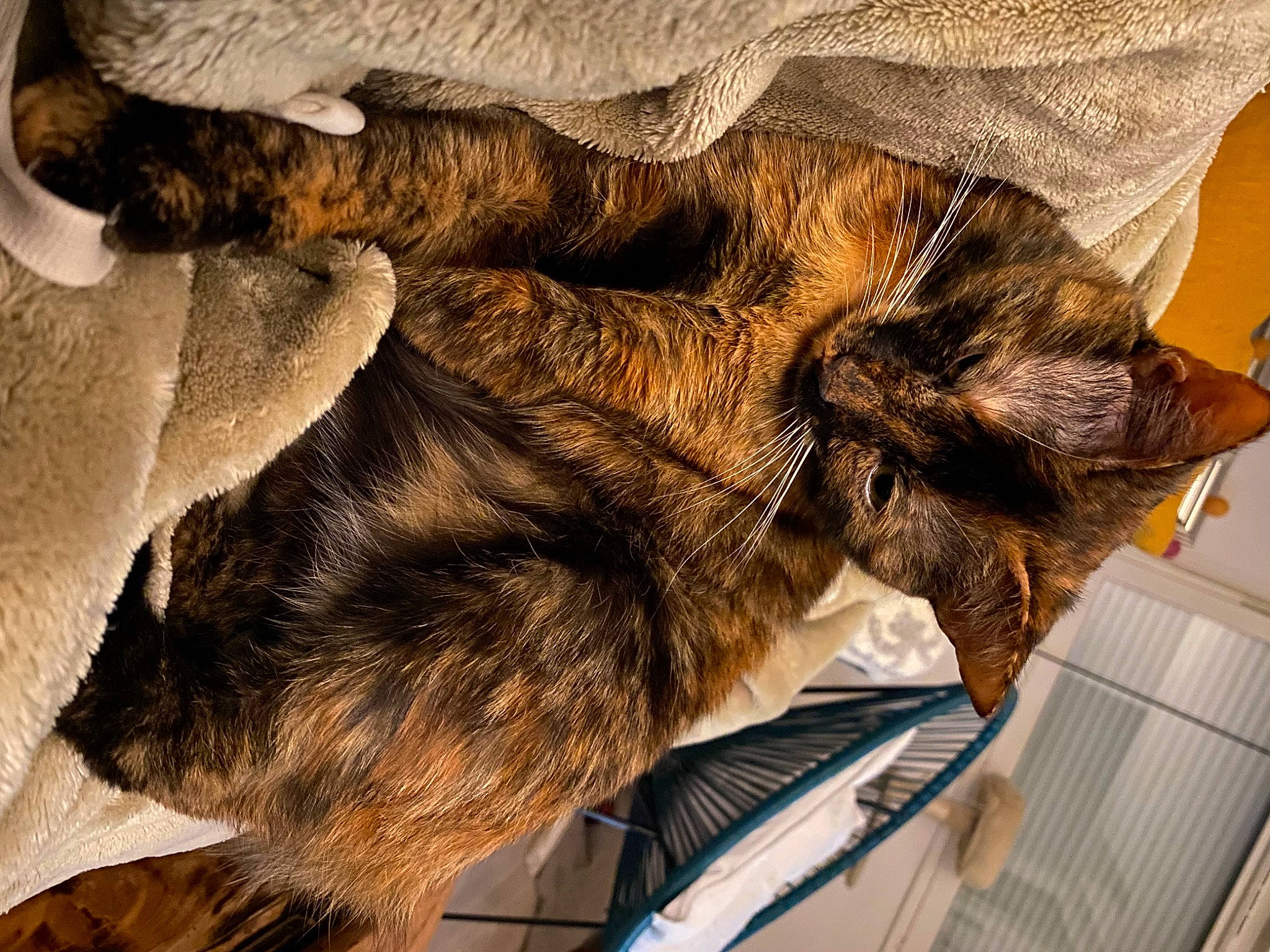 Shadow a rejoint le concours — aidez-le/la à gagner de superbes lots ! canidae, carnivore, cat, claw, comfort, dog_breed, domestic_short_haired_cat, fawn, felidae, fur, gesture, liver, paw, small_to_medium_sized_cats, snout, sporting_group, tail, terrestrial_animal, whiskers, wood