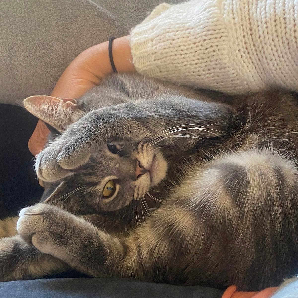 Killbill participe au concours pour gagner de l'argent avec cette photo : abyssinian, animal, blanket, cat, chair, clothing, couch, cushion, egyptiancat, furniture, homedecor, kitten, manx, pants, person, pet, sleeping