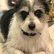 Gambit joined the competition — help win amazing prizes! animal, black_and_white, closeup, collar, companion, couch, cute, dog, domestic_animal, ears, face, fluffy, fur, furniture, indoor, looking, paw, pet, portrait, relaxed