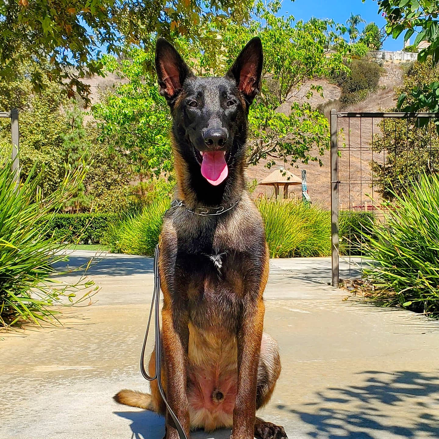 Master Bruce Wayne is registered to the contest to win money with this photo: canidae, carnivore, collar, companion_dog, dog, dog_breed, dog_collar, fawn, grass, guard_dog, liver, plant, sky, snout, sporting_group, terrestrial_animal, tree, window, working_animal, working_dog