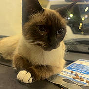 Munch joined the competition — help win amazing prizes! car_interior, cat, close_up, dashboard, ears, eyes, feline, fur, indoor, kibble, nose, paw, pet, portrait, relaxed, siamese, sticker, vehicle, whiskers, white_paws