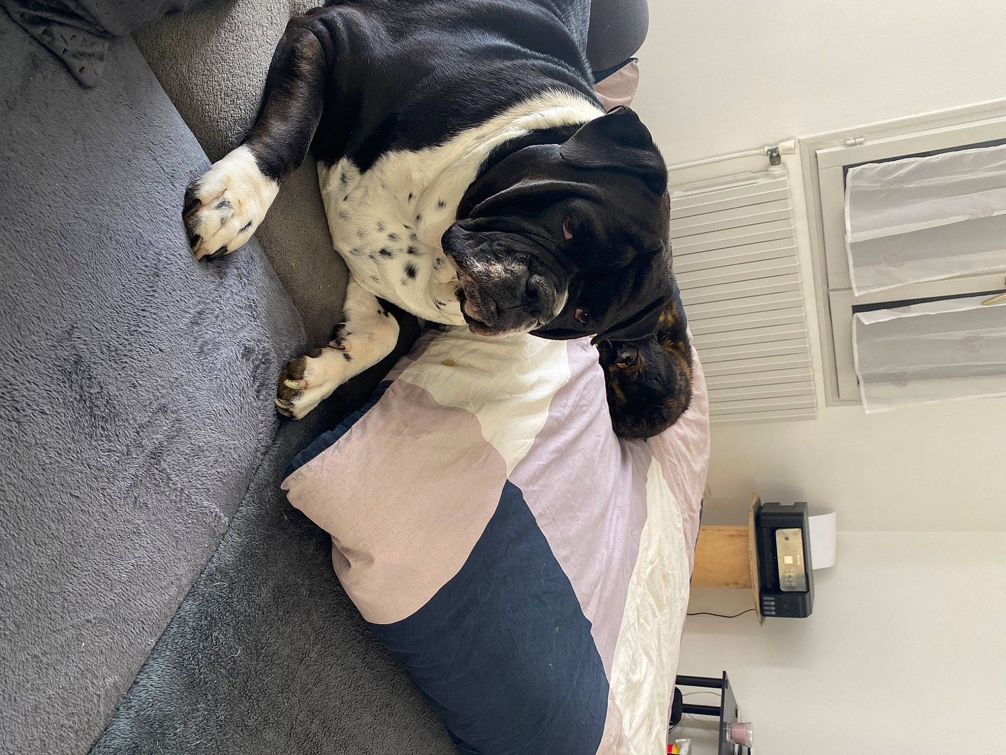 Duchesse participe au concours pour gagner de l'argent avec cette photo : bag, carnivore, comfort, companion_dog, dog, dog_breed, dog_clothes, eyewear, fawn, felidae, knee, personal_protective_equipment, selfie, sleeve, sportswear, sunglasses, thigh, toy_dog, waist, working_animal