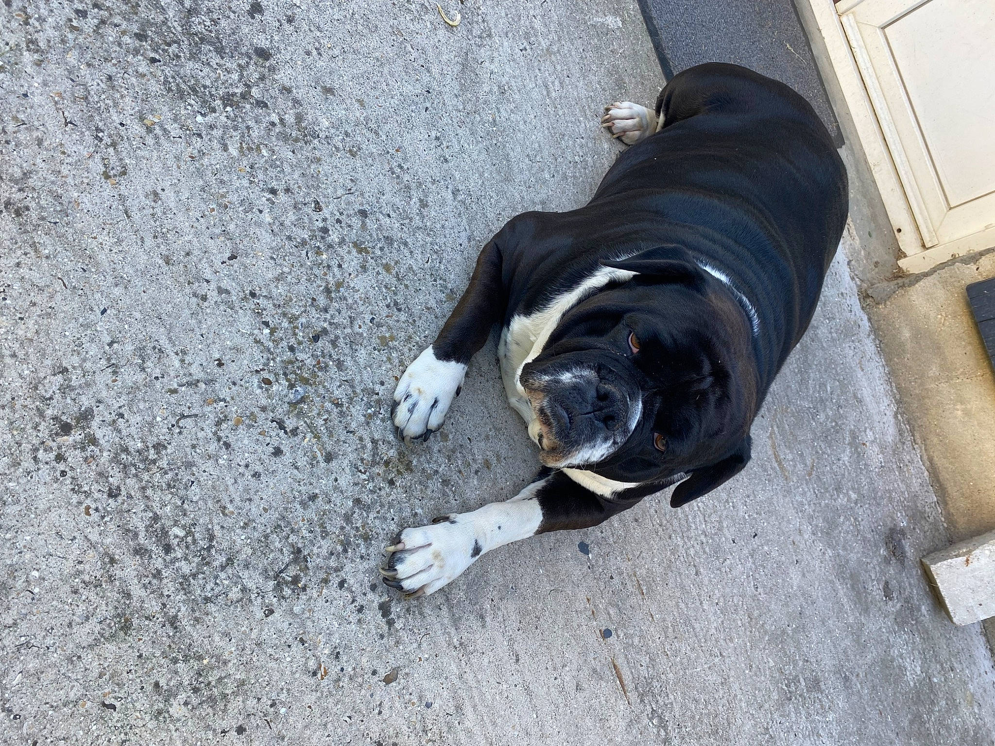 Duchesse a rejoint le concours — aidez-le/la à gagner de superbes lots ! asphalt, auto_part, automotive_tire, canidae, carnivore, companion_dog, concrete, dog, dog_breed, fur, human_leg, road_surface, shadow, sidewalk, sitting, snout, sporting_group, tail, tar, working_animal