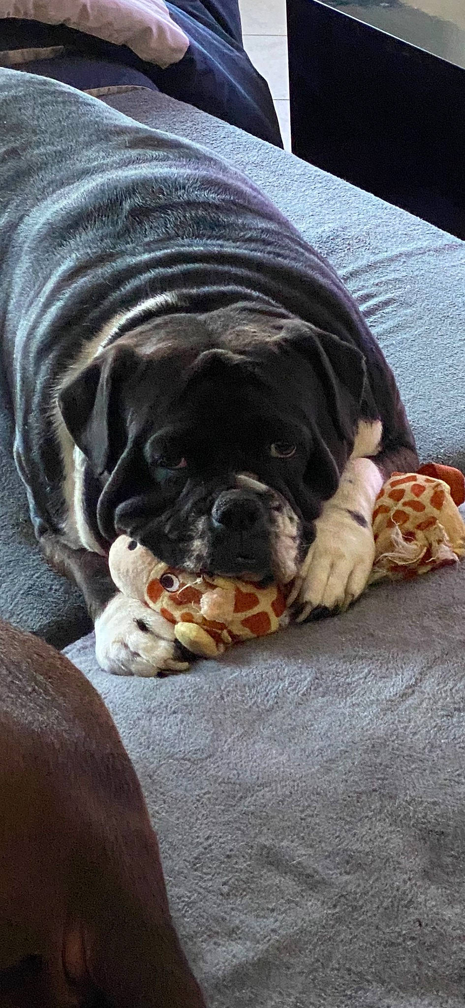 Duchesse a rejoint le concours — aidez-le/la à gagner de superbes lots ! bulldog, canidae, carnivore, claw, comfort, companion_dog, dog, dog_breed, fawn, fur, liver, non_sporting_group, paw, snout, sporting_group, terrestrial_animal, toy_dog, whiskers, working_animal, wrinkle