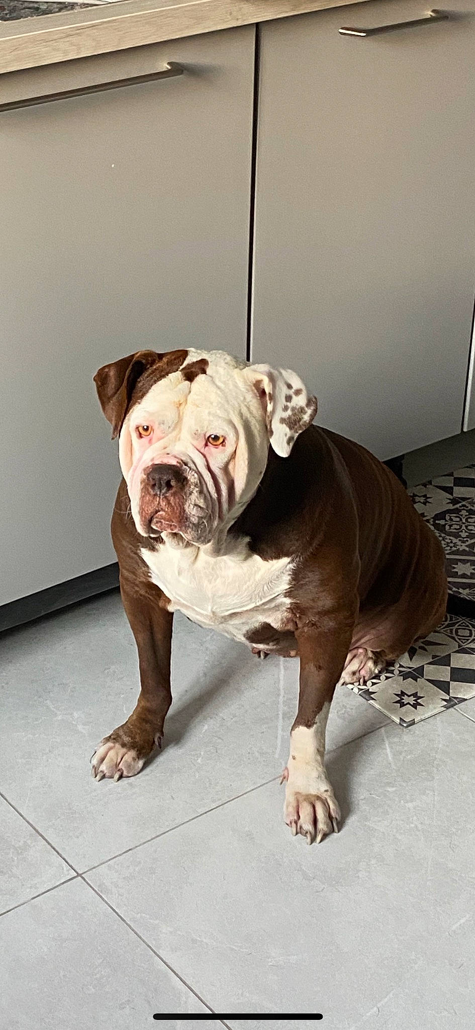 Guess participe au concours pour gagner de l'argent avec cette photo : bulldog, canidae, carnivore, collar, companion_dog, dog, dog_breed, dog_collar, fawn, flooring, non_sporting_group, old_english_bulldog, snout, sporting_group, terrestrial_animal, working_animal, working_dog, wrinkle