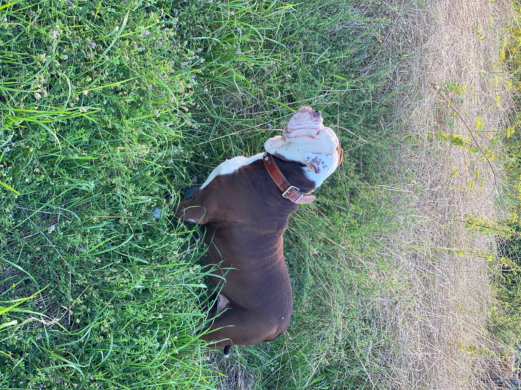 Guess a rejoint le concours — aidez-le/la à gagner de superbes lots ! canidae, carnivore, companion_dog, dog, dog_breed, grass, grass_family, grassland, groundcover, lawn, leisure, people_in_nature, plant, shadow, shrub, soil, sporting_group, tail, terrestrial_animal, working_animal