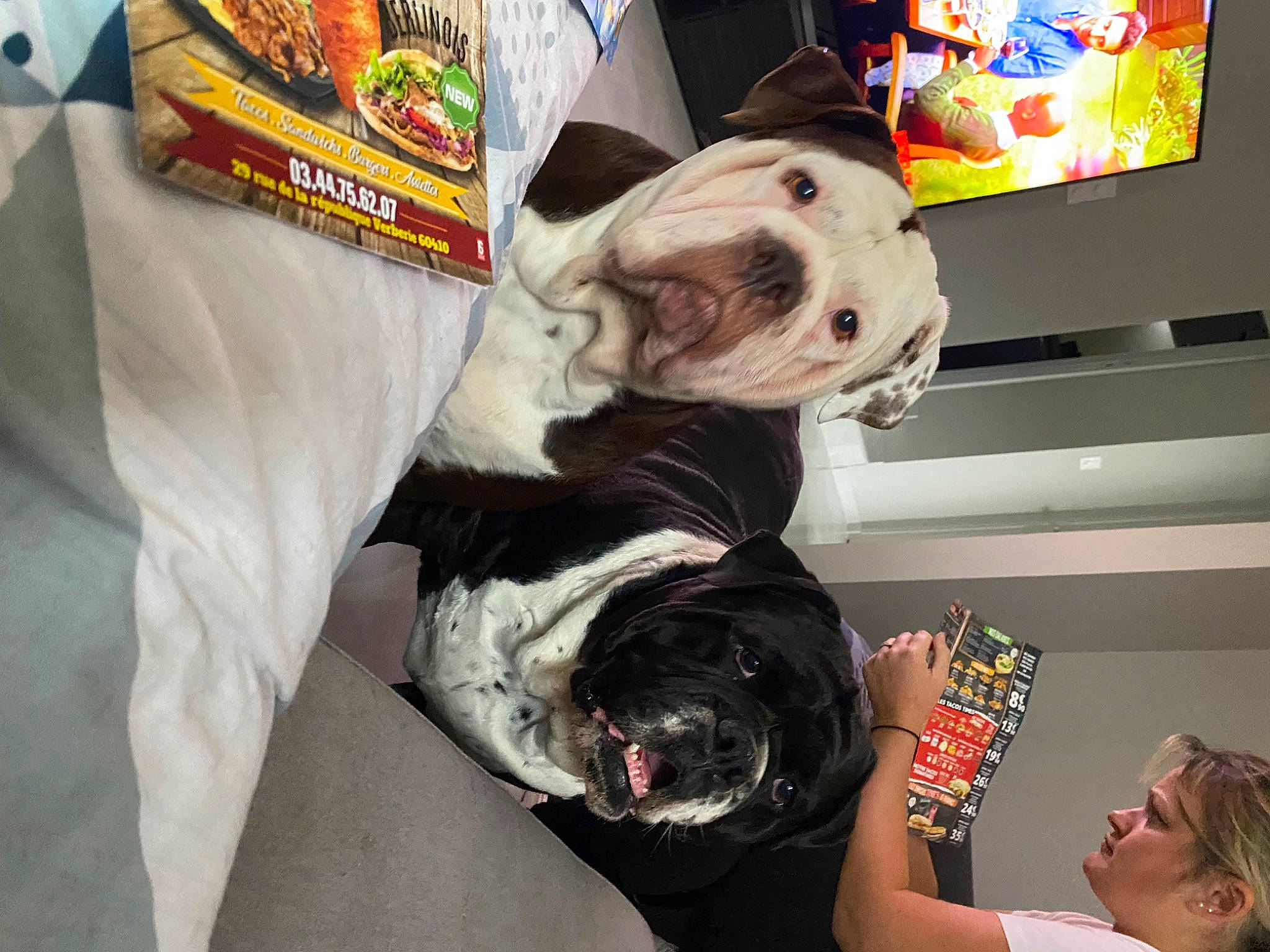 Guess a rejoint le concours — aidez-le/la à gagner de superbes lots ! canidae, carnivore, companion_dog, dog, dog_breed, dog_clothes, eyewear, fashion_accessory, fawn, fun, fur, personal_protective_equipment, picture_frame, selfie, snout, sporting_group, t_shirt, television, toy_dog, working_animal