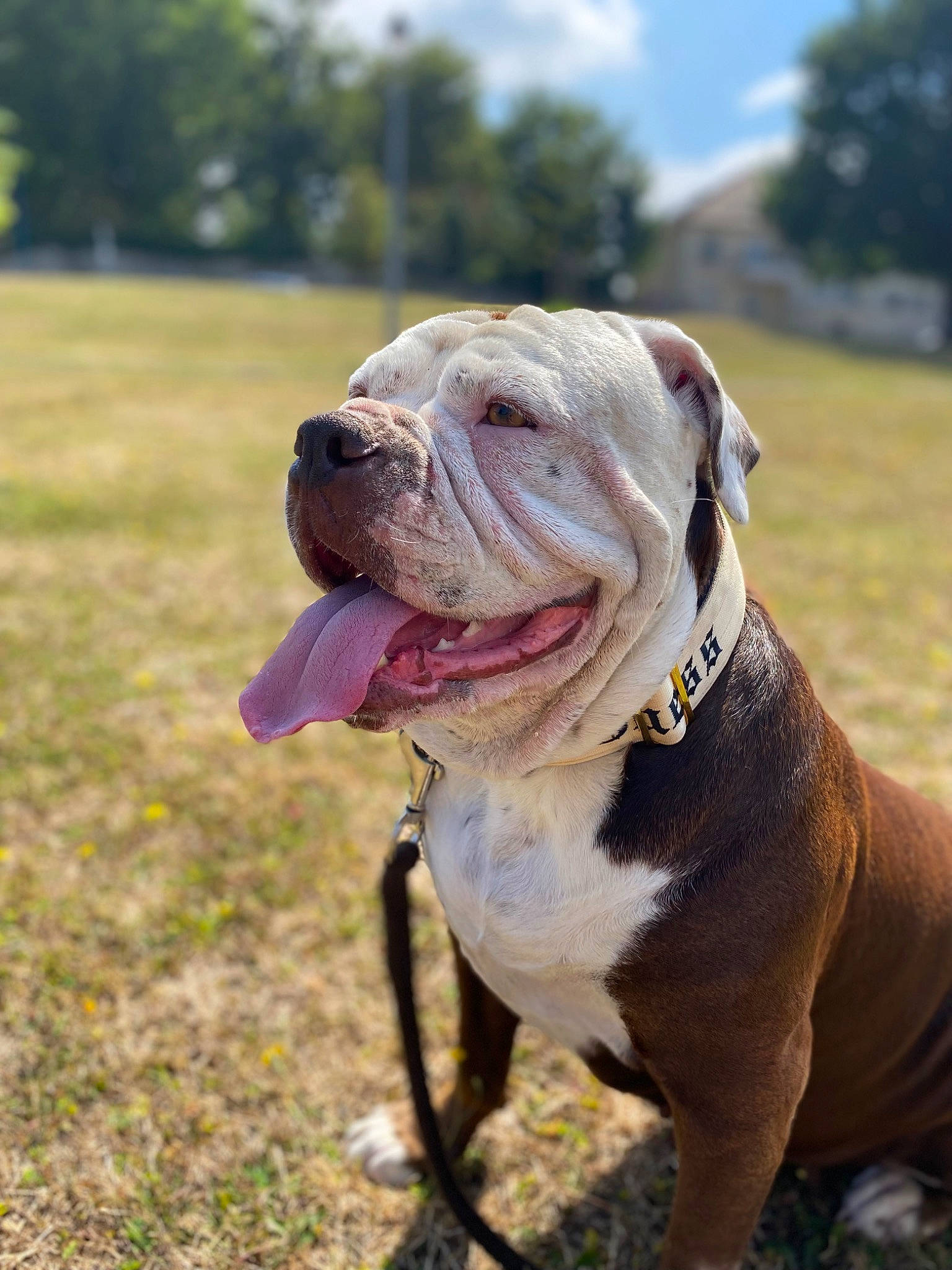 Guess a rejoint le concours — aidez-le/la à gagner de superbes lots ! bulldog, canidae, carnivore, cloud, collar, companion_dog, dog, dog_breed, dog_collar, fawn, grass, leash, plant, sky, snout, sporting_group, tree, white_english_bulldog, working_dog, wrinkle