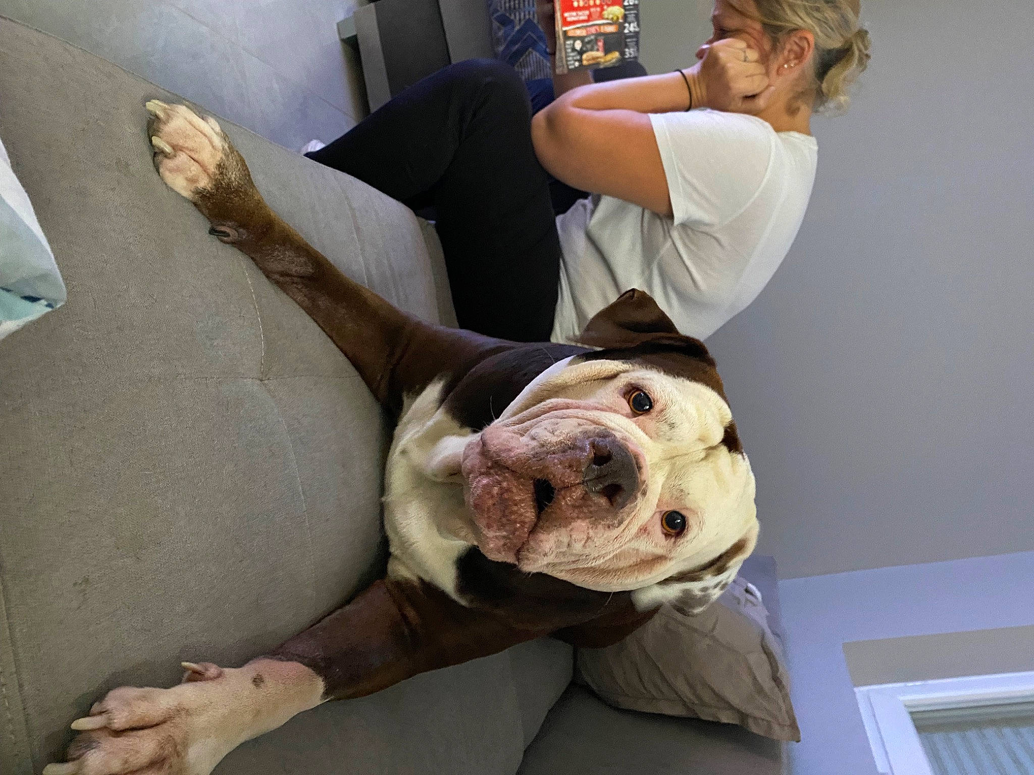 Guess a rejoint le concours — aidez-le/la à gagner de superbes lots ! canidae, carnivore, comfort, companion_dog, dog, dog_breed, elbow, fawn, flesh, fur, gesture, guard_dog, jaw, knee, non_sporting_group, room, sitting, snout, sporting_group, wrinkle